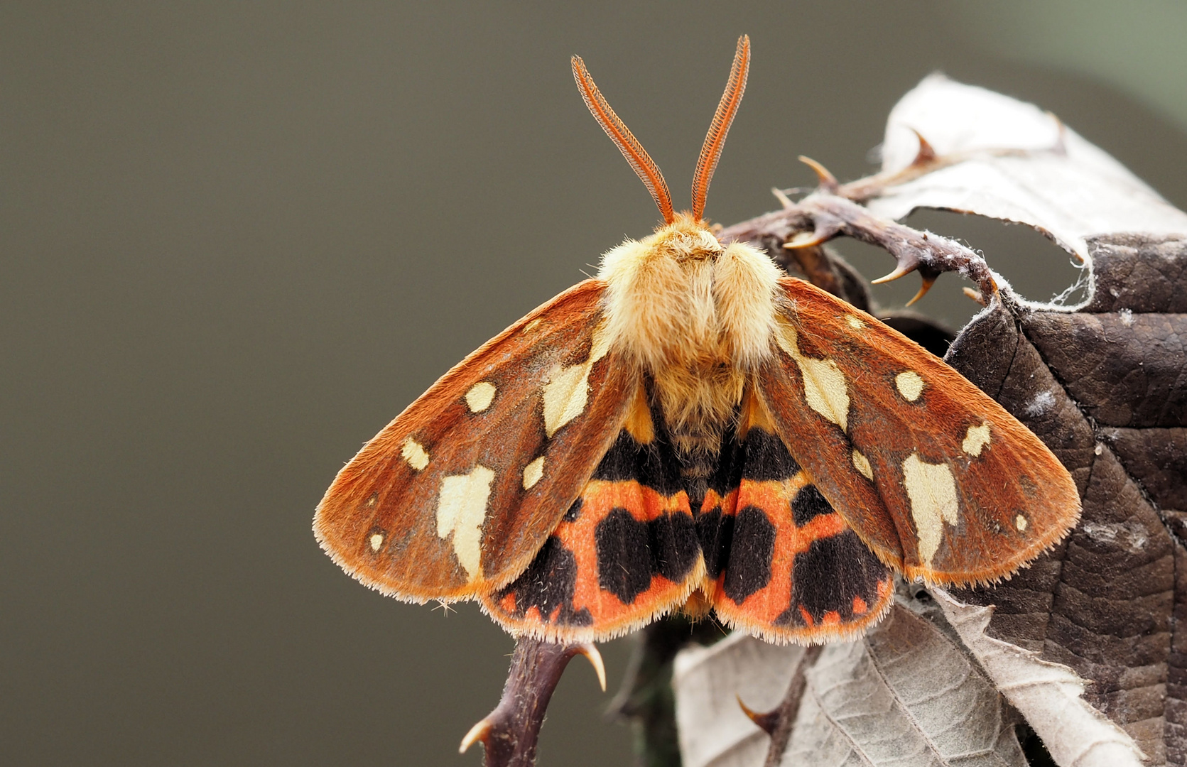 Die Schöne Natur 7 Die Schöne Natur 7