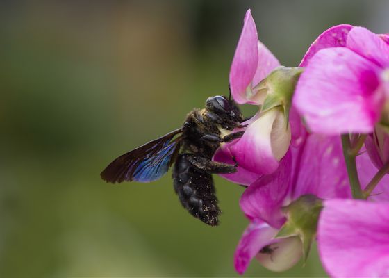 Die schöne Holzbiene.