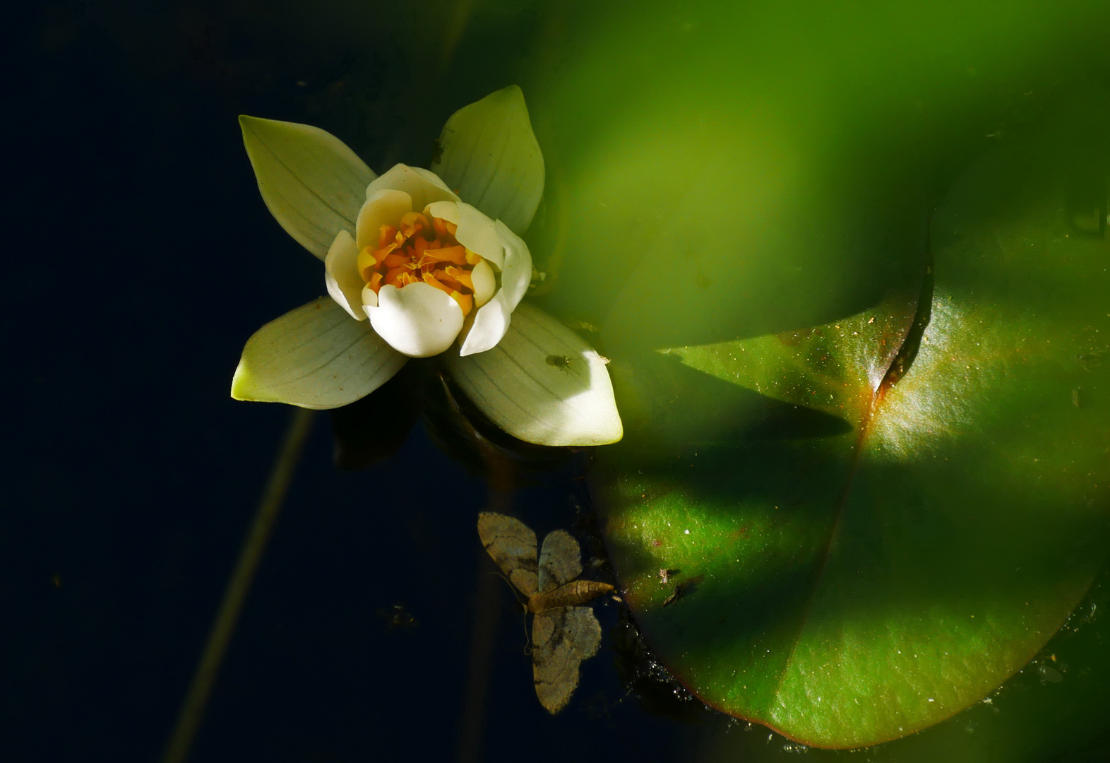  Die Schöne im Teich