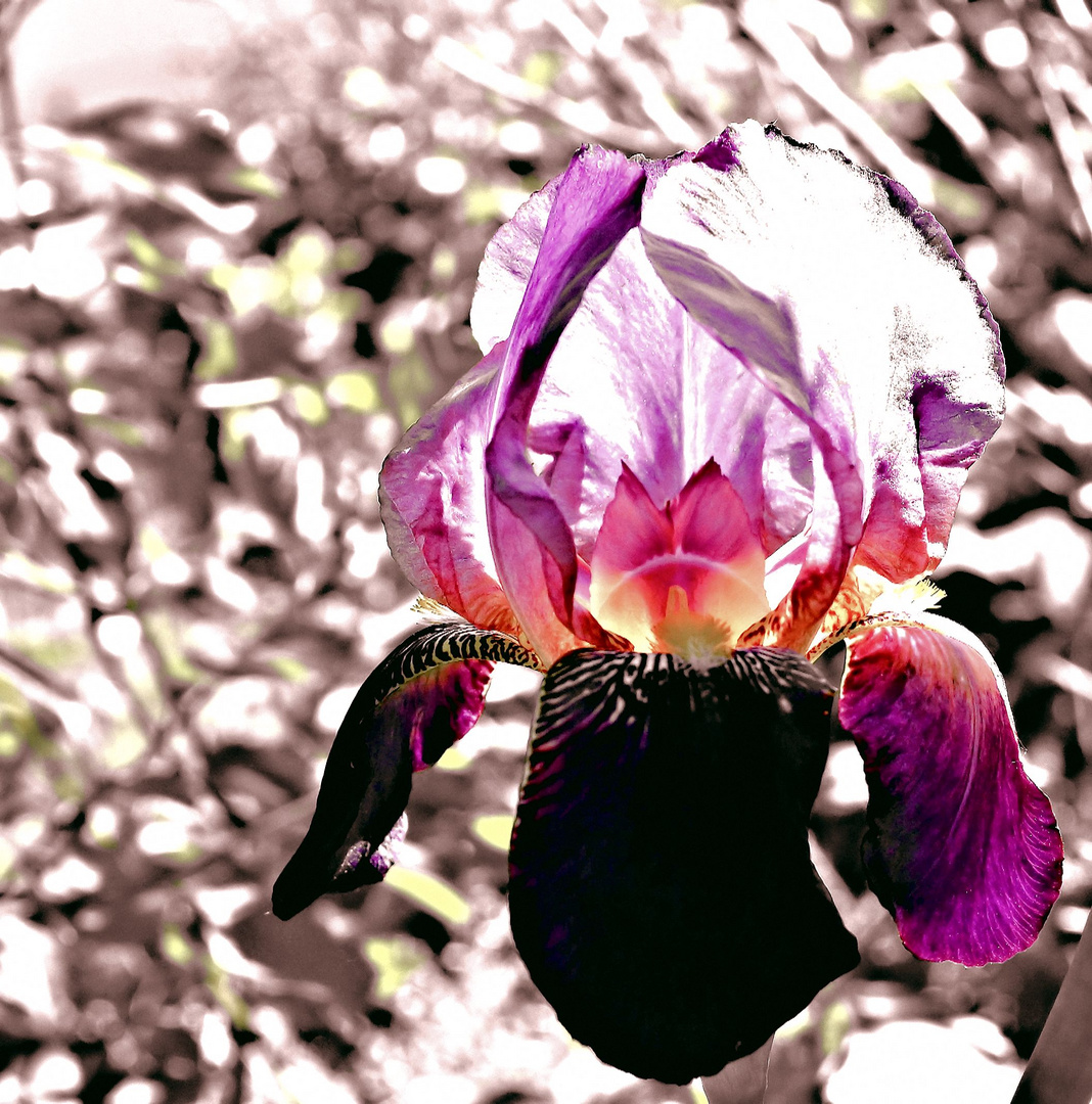 Die schöne Iris Foto & Bild pflanzen, pilze & flechten, blüten
