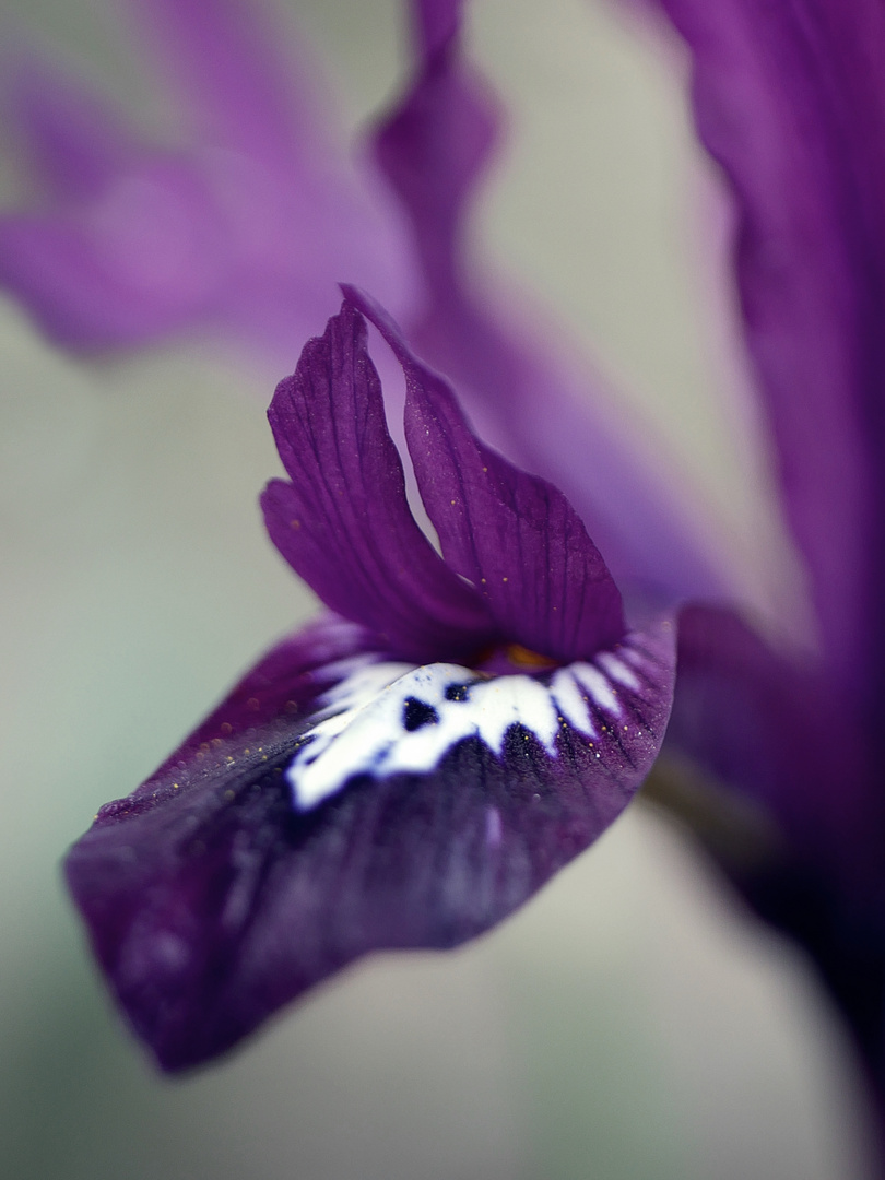 Die schöne Iris