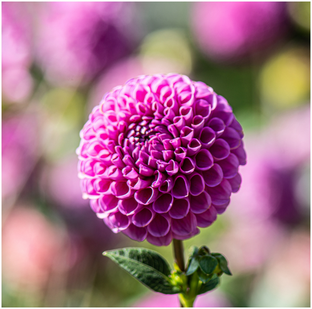 Die Schöne Isabel ! Foto & Bild spezial, natur, blume Bilder auf