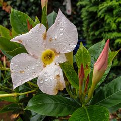 Die schöne Jasmin