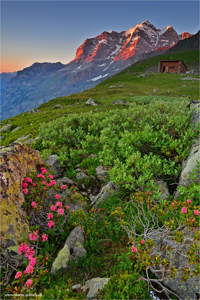 - - - Die schöne Jungfrau - - -