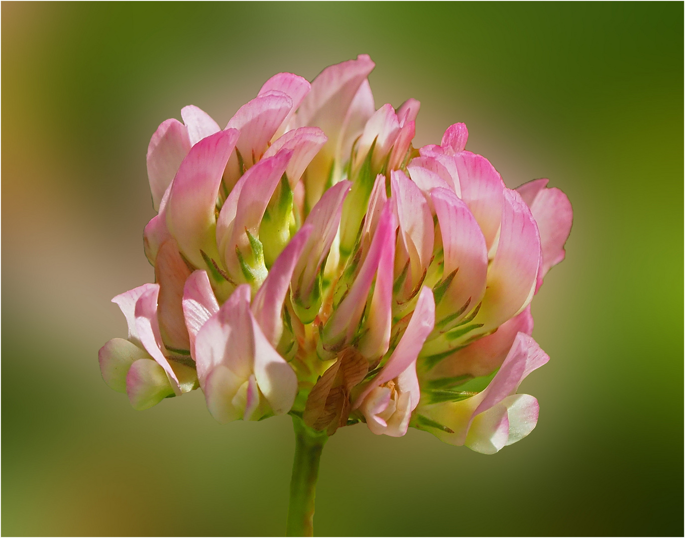  Die schöne Kleeblüte