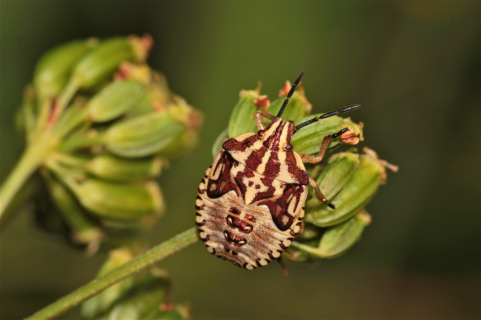 Die schöne Larve der CARPOCORIS PURPUREIPENNIS im fünften, letzten Stadium