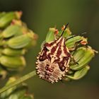 Die schöne Larve der CARPOCORIS PURPUREIPENNIS im fünften, letzten Stadium