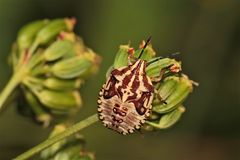 Die schöne Larve der CARPOCORIS PURPUREIPENNIS im fünften, letzten Stadium