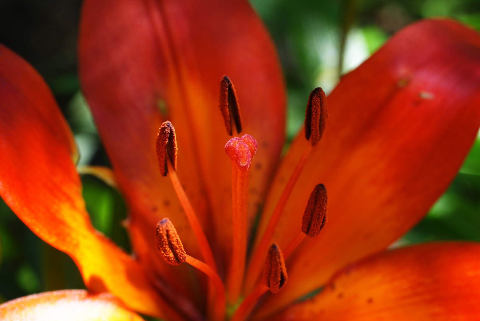 Die schöne Lily