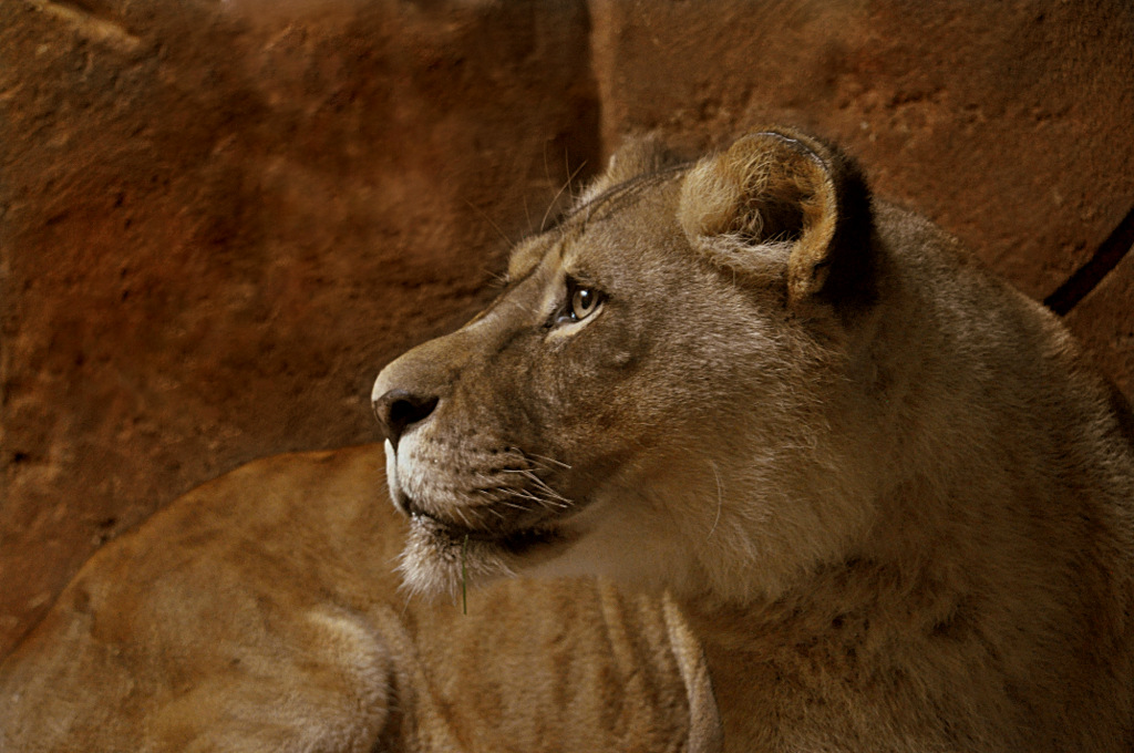 Die schöne Luena aus dem Leipziger Zoo