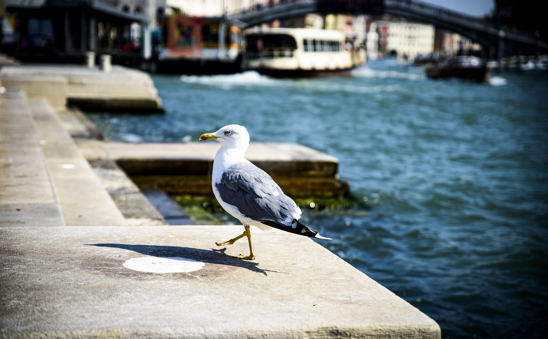 die schöne Möwe in Venedig