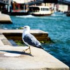 die schöne Möwe in Venedig