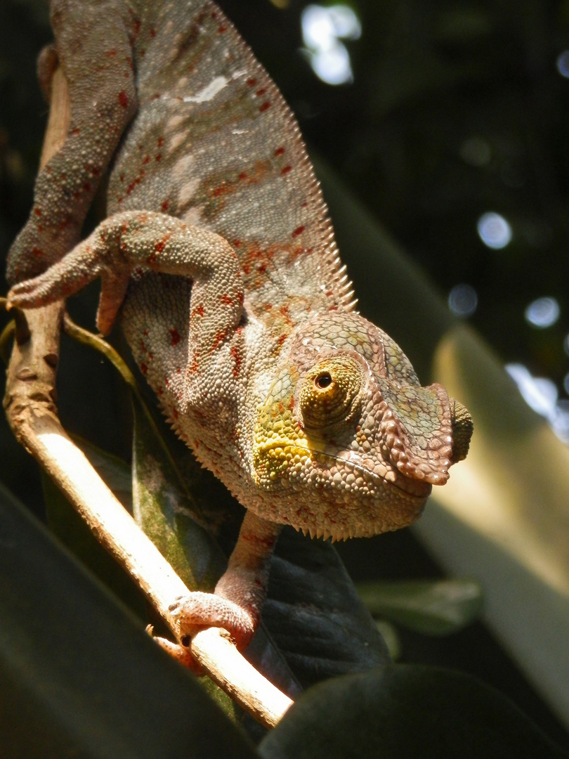 Die Schone Nase Foto Bild Tiere Zoo Wildpark Falknerei Amphibien Reptilien Bilder Auf Fotocommunity