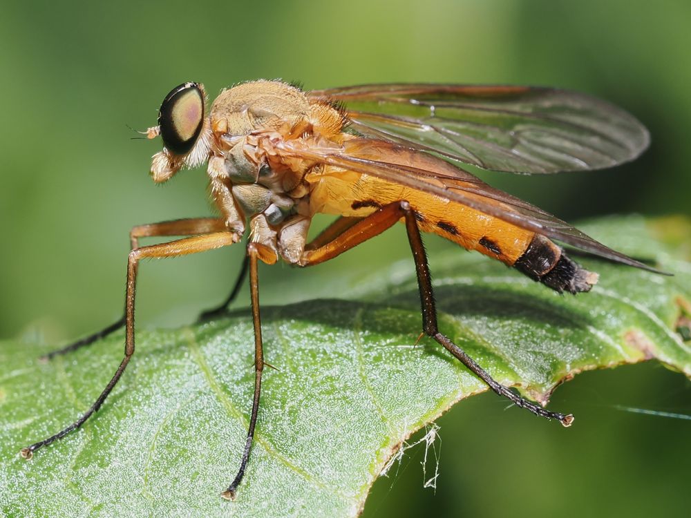 Die Schöne? Oder vielleicht die lästige Fliege?