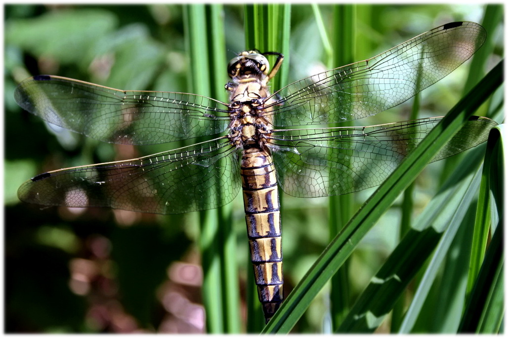 Die schöne Odonata