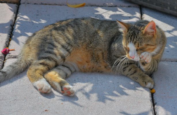 die schöne Olga beim sich Putzen