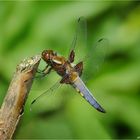 Die schöne Plattbauchlibelle  männl. ...