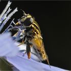 Die schöne Pollenfängerin
