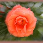 Die schöne Rose