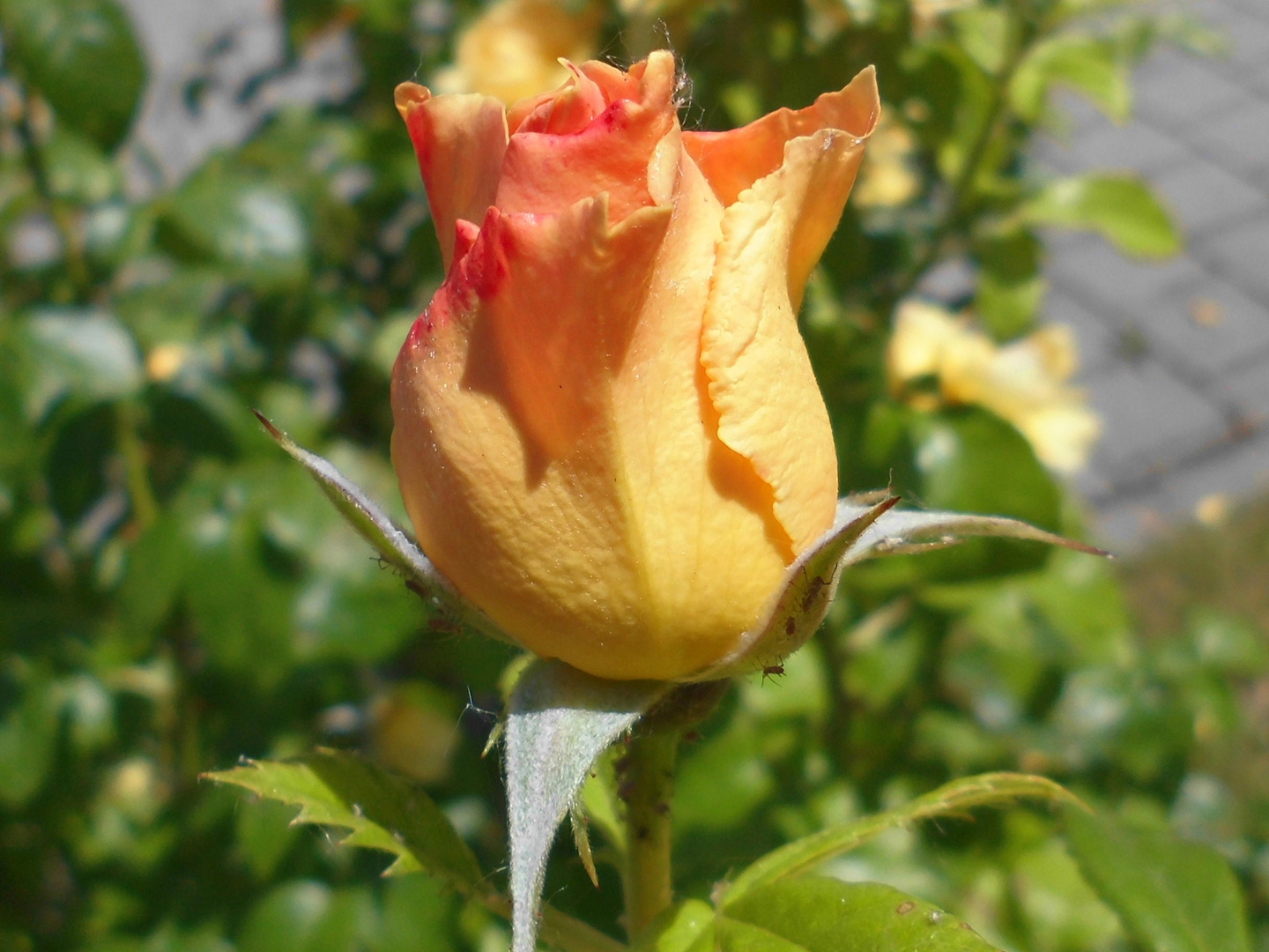 die schöne Rose