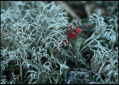 Die schöne rotfrüchtige Cladonia...