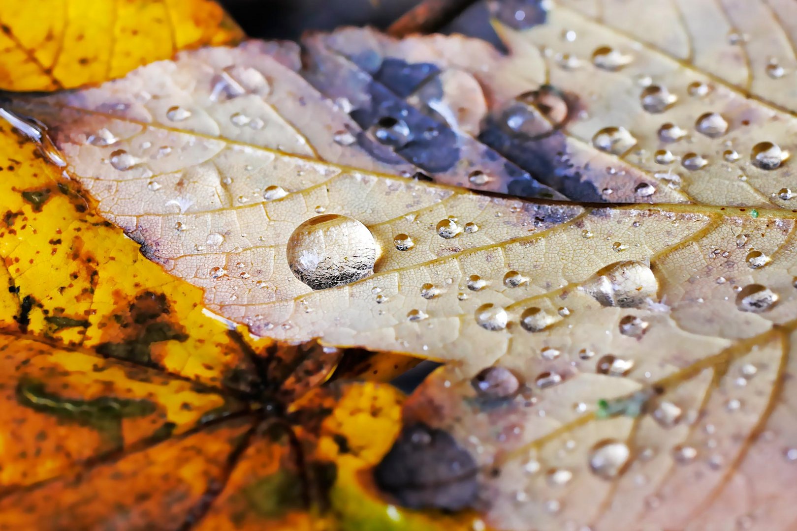 die schöne Seite des Herbstes