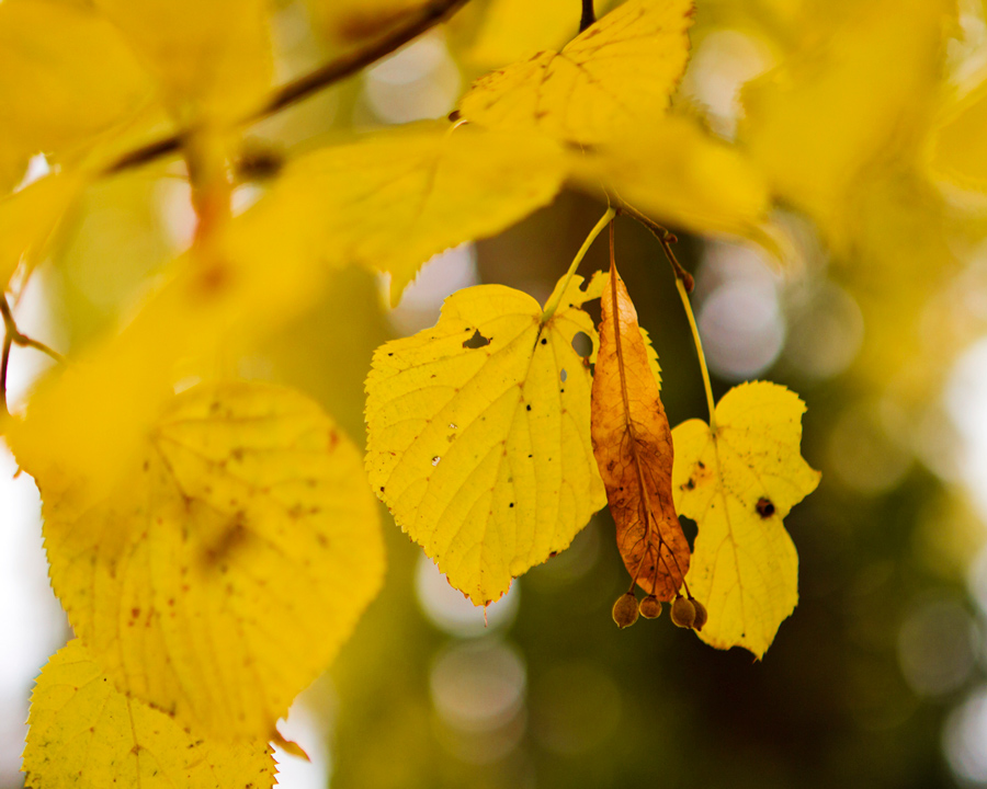 Die schöne Seite des Herbstes