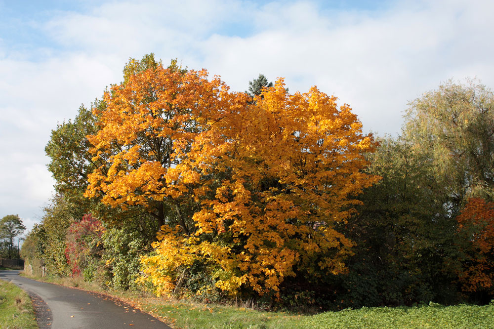 die schöne Seite des Herbstes