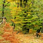 Die schöne Seite des Herbstes