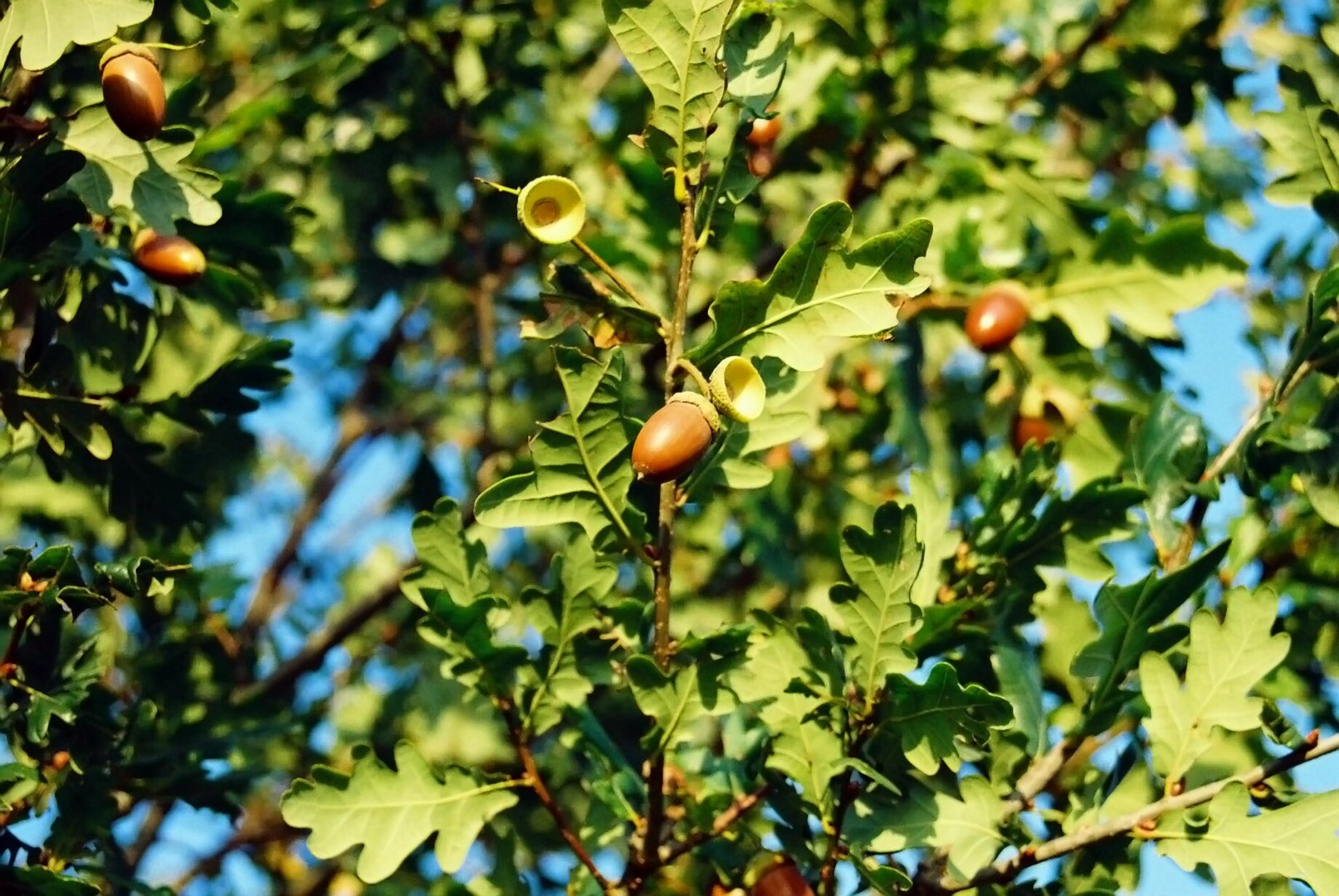 Die schöne Seite des Herbstes