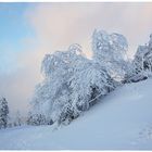 Die schöne Seite des Winters