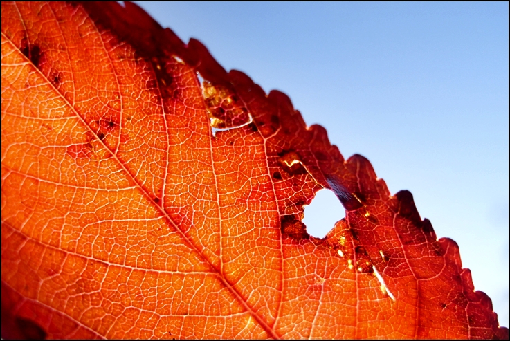 die schöne seite vom herbst:)