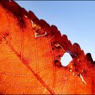 die schöne seite vom herbst:)