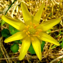 Die schöne, symmetrische Blüte des Scharbockskrautes, 2.4.2012