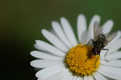 Die Schöne und das Biest