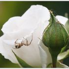 Die Schöne und das Biest