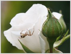 Die Schöne und das Biest