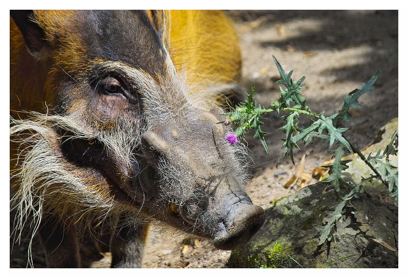 Die Schöne und das Biest - oder hier: Die Blume und das Schwein