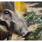 Die Schöne und das Biest - oder hier: Die Blume und das Schwein