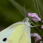 Die Schöne und das Biest  oder schau mir in die Augen Kleines