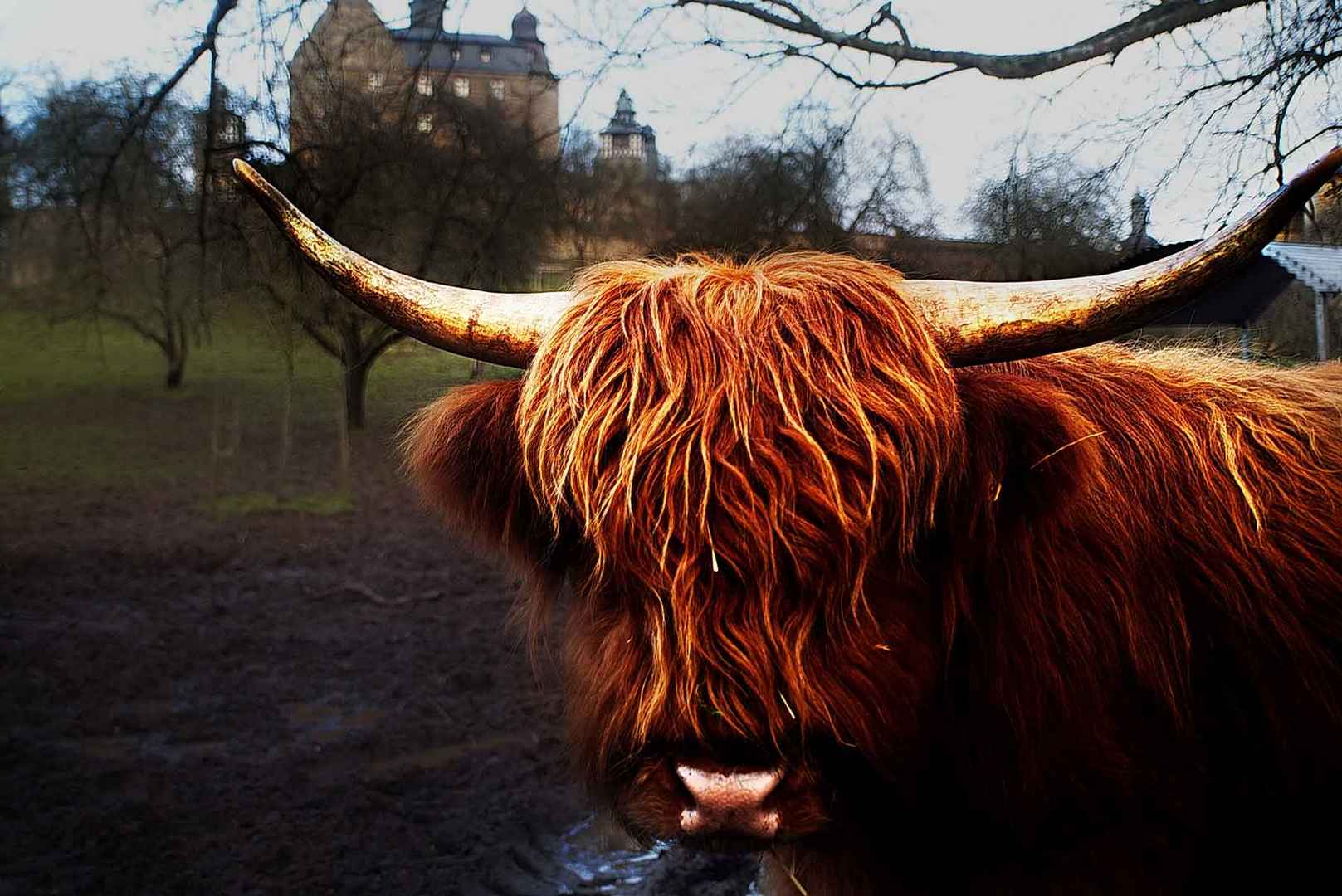 Die schöne und das Biest....die Schöne befindet sich im Schloss ;)