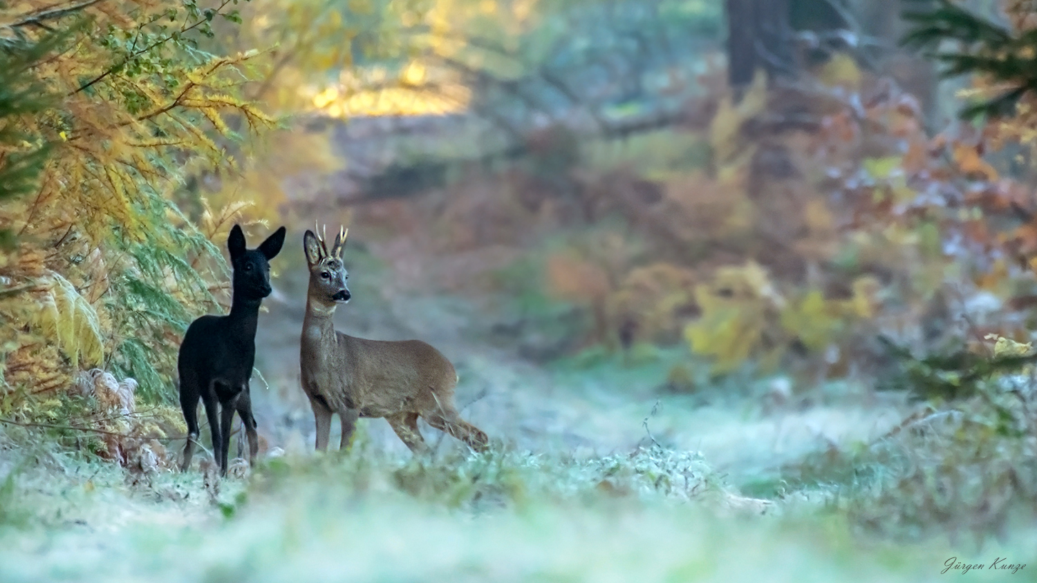 Die Schöne und der Bock