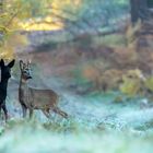 Die Schöne und der Bock