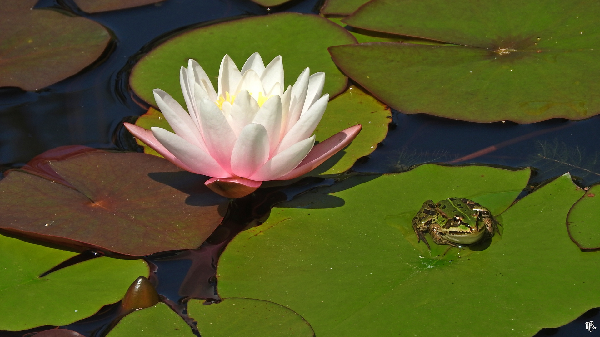 Die Schöne und der Frosch