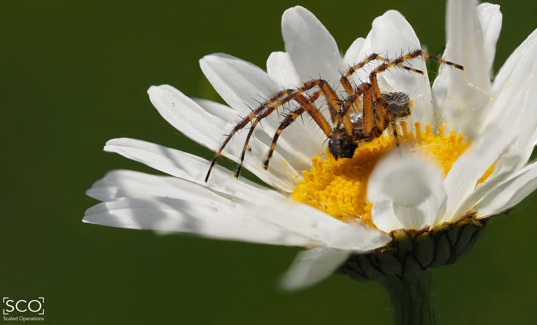 Die Schöne und ... die Blüte