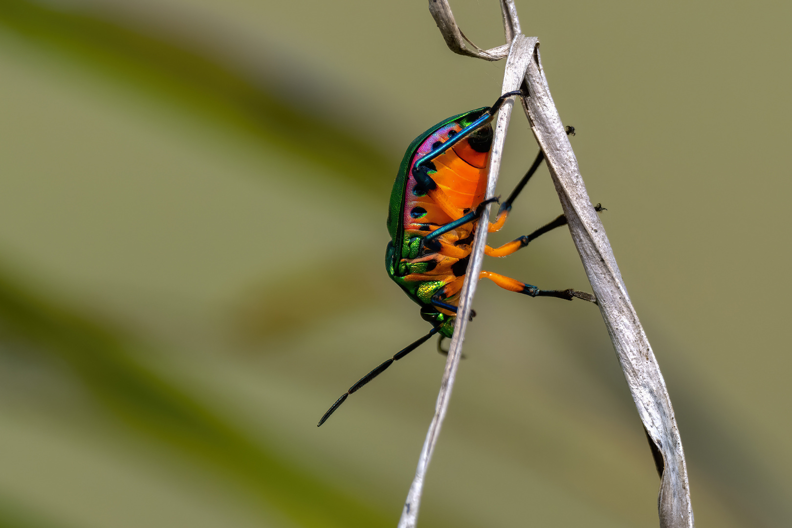 Die schöne Unterseite - Lychee Shield Bug