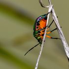 Die schöne Unterseite - Lychee Shield Bug