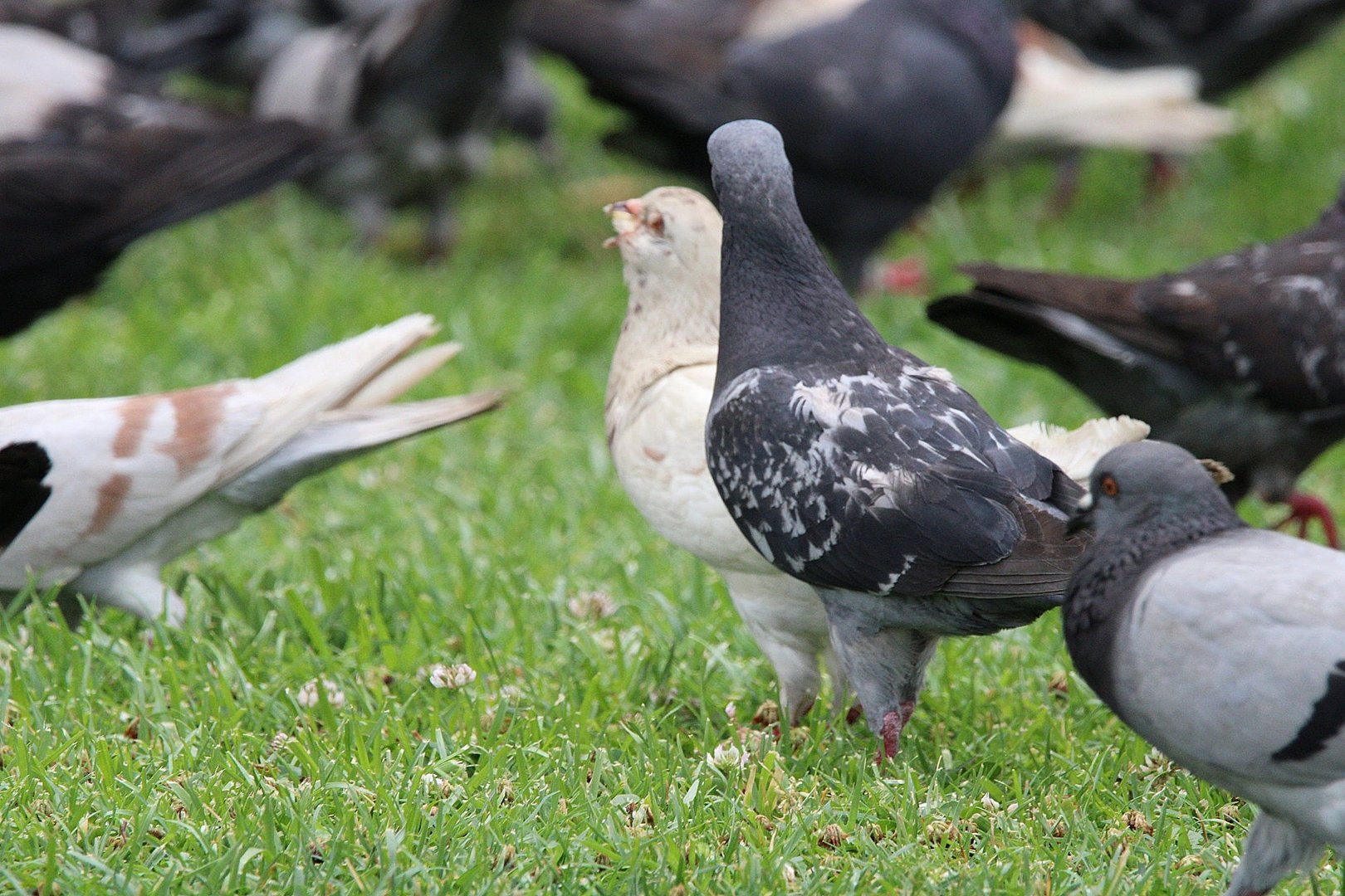 Die schöne Vögel in Thessaloniki