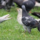 Die schöne Vögel in Thessaloniki