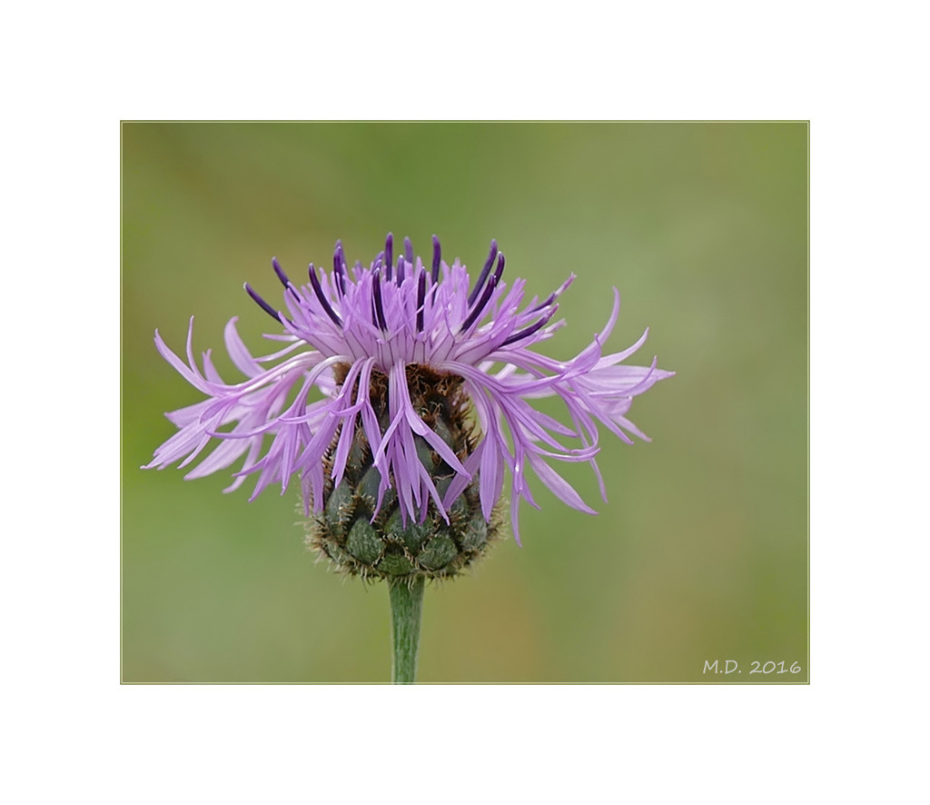 Die schöne Wiesenflockenblume...